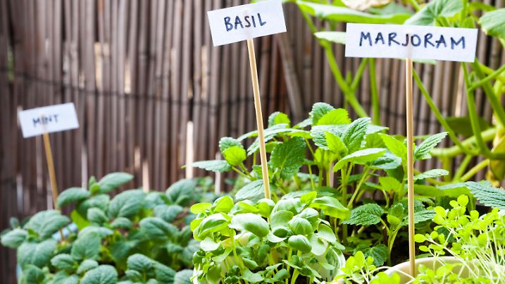 Basil, marjoram, balm-mint, and mint in flower pots in balcony. Organic, pesticide free gardening.