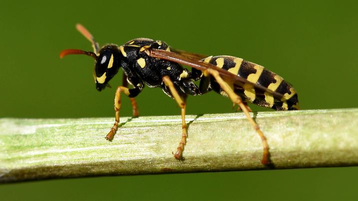 Wespe, Vespula germanica, ist ein nuetzliches und geschuetztes Insekt. Wasp, Vespula germanica, is a useful and protected insect. Wasp, Vespula germanica *** wasp, Vespula germanica, is a useful and protected insect Wasp, Vespula germanica, is a useful and protected insect Wasp, Vespula germanica  