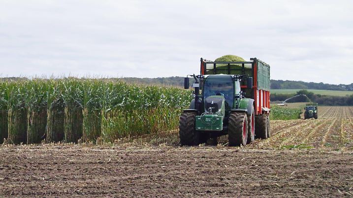 Landwirtschaft-Mais wird gehaeckselt fuer eine Biogasanlage im Raum Osterwieck. Landwirtschaft-Mais haeckseln *** Agriculture Corn is chopped for a biogas plant in the Osterwieck area Agriculture Corn is chopped