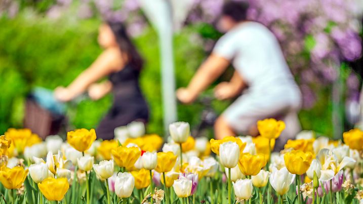Tulpen blühen, alles wird grün, Münchner genießen den Sommertag mitten im Frühling, München, April 2024 Deutschland, München, April 2024, Sommerwetter im Frühling, Rekordtemperaturen bis 27 Grad, die Tulpen blühen, Radfahrende genießen die Sonne am Wochenende, alles wird grün, Europaplatz, Wochenende, Sonntagnachmittag, Bayern *** Tulips in bloom, everything turns green, Munich residents enjoy the summer day in the middle of spring, Munich, April 2024 Germany, Munich, April 2024, summer weather in spring, record temperatures up to 27 degrees, the tulips are in bloom, cyclists enjoy the sun at the weekend, everything turns green, Europaplatz, weekend, Sunday afternoon, Bavaria