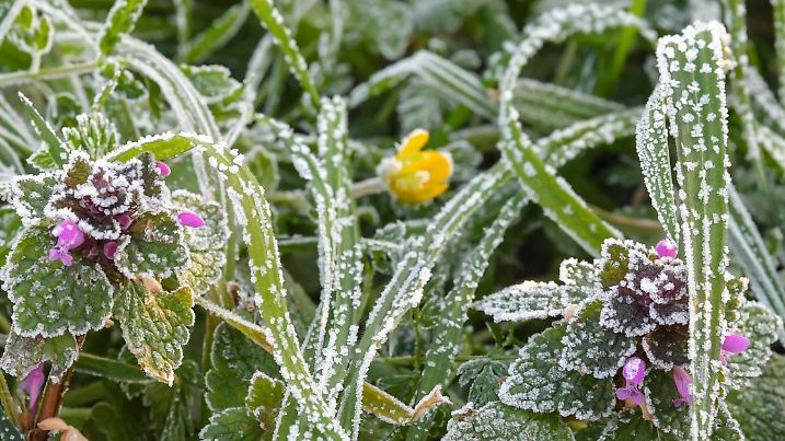 Raureif ist am frühen Morgen auf den Pflanzen einer Wiese im Oderbruch im Landkreis Märkisch-Oderland zu sehen. Auch in der vergangenen Nacht gab es in Brandenburg stellenweise Bodenfrost von bis zu minus fünf Grad Celsius.
