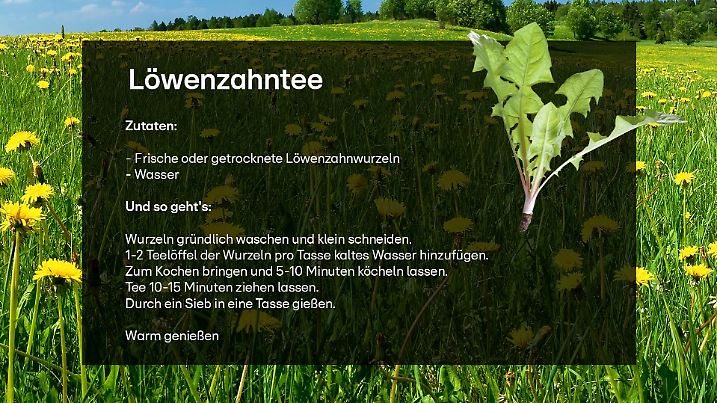 Rezept Löwenzahn-Tee