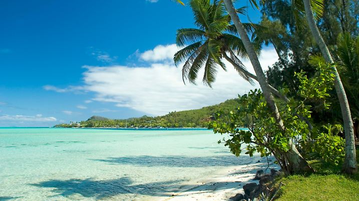 Palm trees on a tropical beach