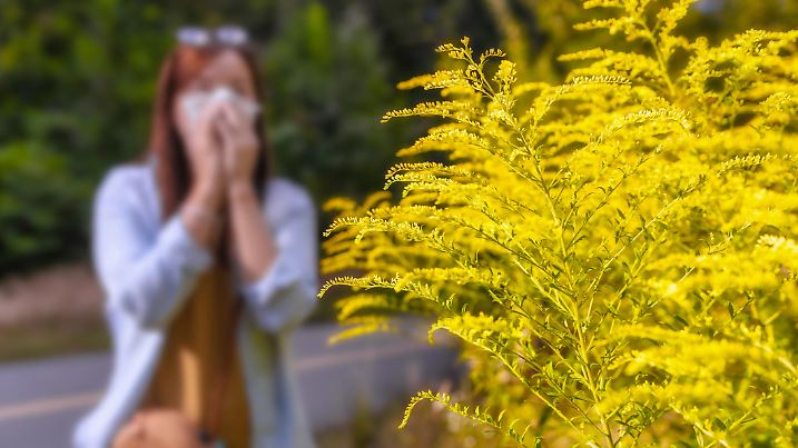 Ambrosia bush in the background woman blows her nose in napkin. Seasonal allergic reaction to plants concept