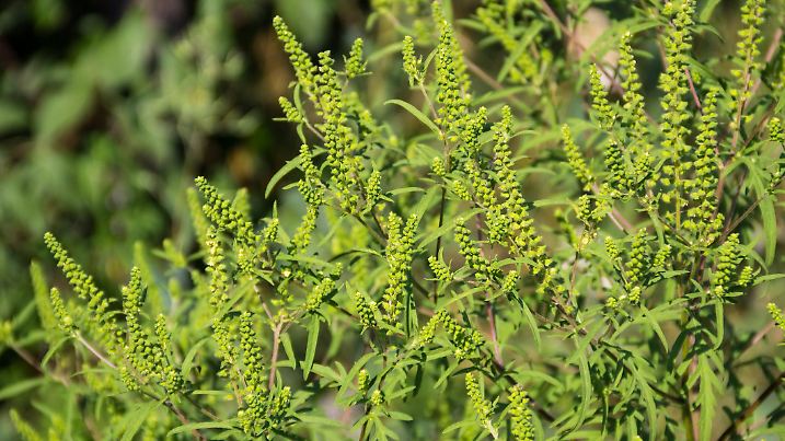 Ragweed plants (Ambrosia artemisiifolia) causing allergy