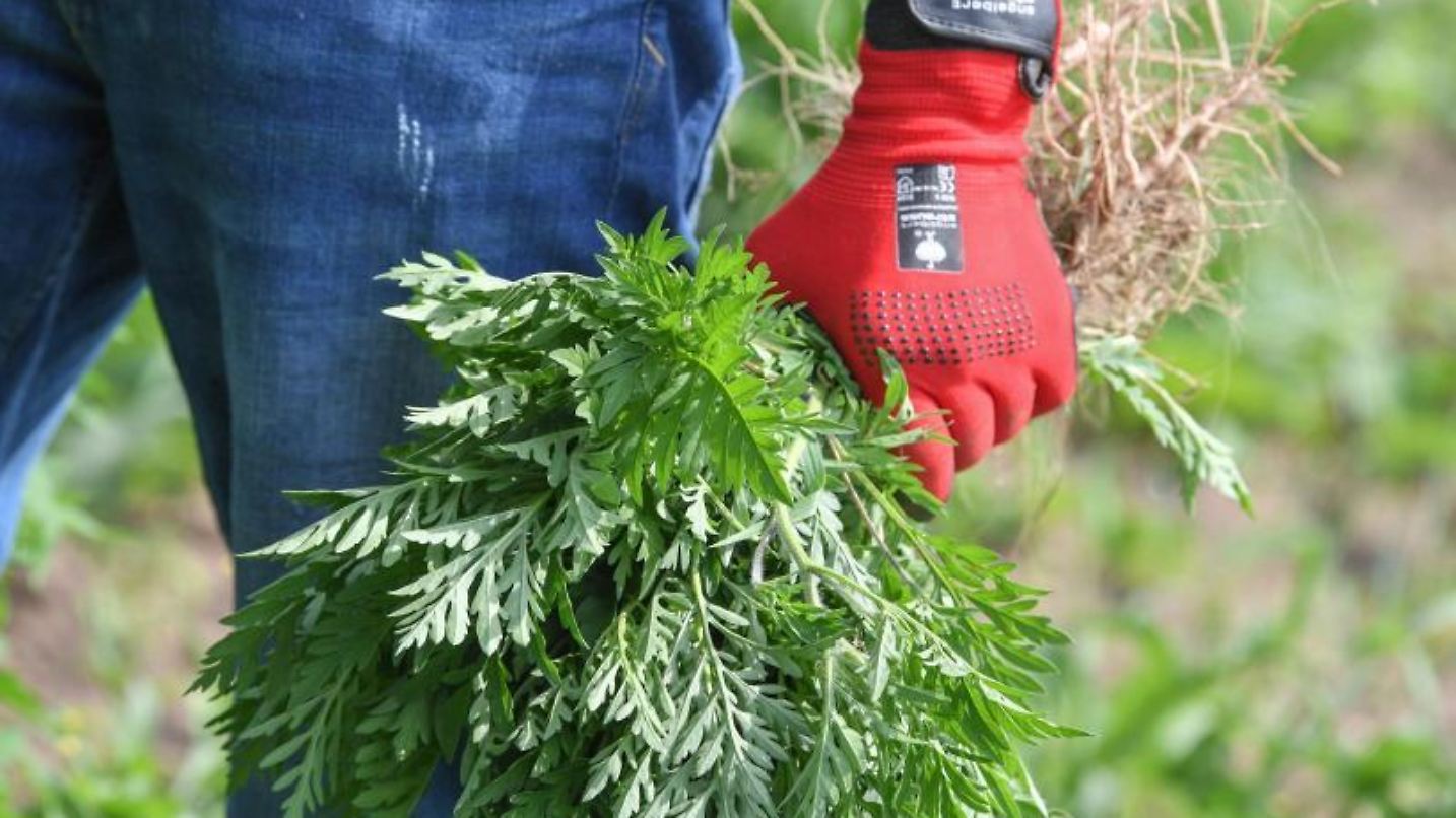 Wetter Brombachsee heute ☀ Vorhersage 14 - 21 Tage | wetter.de