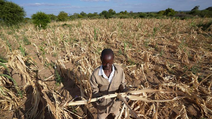 22.03.2023, Simbabwe, Mangwe: James Tshuma, ein Bauer im Bezirk Mangwe im Südwesten Simbabwes, steht inmitten seines ausgetrockneten Feldes inmitten einer Dürre in Simbabwe. Eine neue Dürre hat Millionen von Menschen im südlichen Afrika mit Hunger konfrontiert, da sie die Auswirkungen extremer Wetterbedingungen zu spüren bekommen, die nach Ansicht von Wissenschaftlern immer häufiger und schädlicher werden. Foto: Tsvangirayi Mukwazhi/AP +++ dpa-Bildfunk +++
