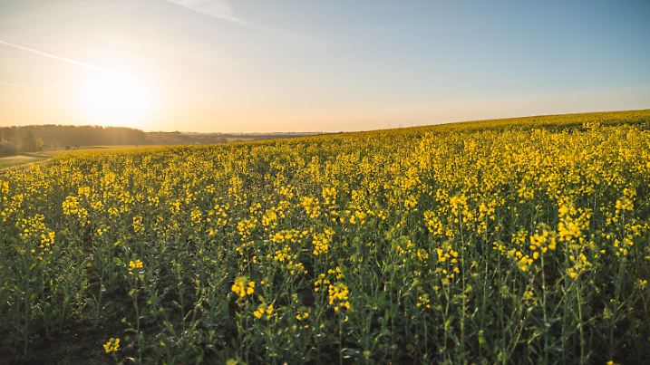 Raps blüht bereits Anfang April - strahlende Felder bei Sonnenaufgang In Thüringen sind, wie in anderen Teilen Deutschlands auch, bereits zahlreiche, strahlend gelbe Rapsfelder zu bestaunen - ein Anblick der normalerweise erst Ende April bis Anfang Mai zu erwarten wäre. Gera Negis, Gera, Thüringen, 07554, Deutschland *** Rapeseed already in bloom at the beginning of April radiant fields at sunrise In Thuringia, as in other parts of Germany, numerous bright yellow rapeseed fields can already be admired - a sight that would normally only be expected at the end of April to the beginning of May Gera Negis, Gera, Thuringia, 07554, Germany