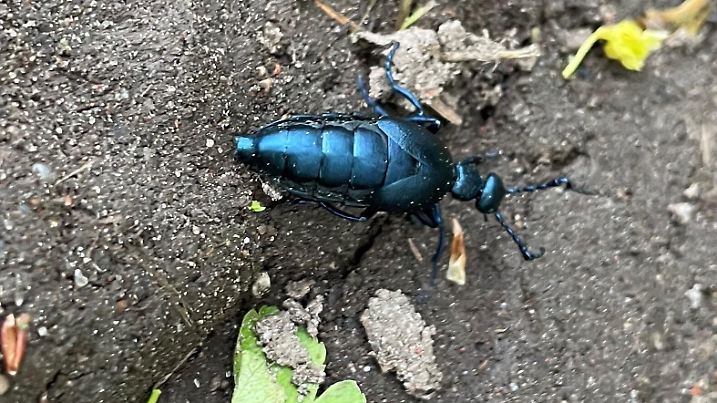 Ölkäfer im Garten