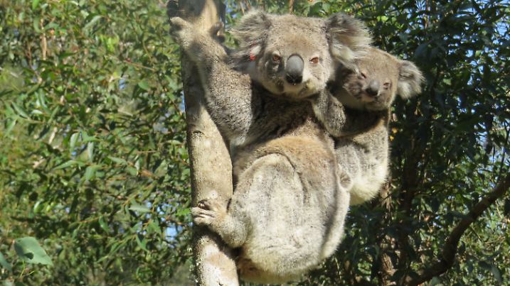 HANDOUT - 29.08.2021, Australien, ---: Die vom International Fund for Animal Welfare (IFAW ) zur Verfügung gestellte Aufnahme zeigt Koala Ember mit ihrem Jungen auf dem Rücken auf einem Baum. Die gewaltigen Buschfeuer in Australien vor vier Jahren hätte das Koala-Weibchen Ember fast nicht überlebt - nun wird das niedliche Beuteltier bereits zum zweiten Mal Mutter. In Ihrem Beutel sei ein winziges Junges entdeckt worden, teilte der Internationale Tierschutz-Fonds (IFAW) am Dienstag mit. (zu dpa «Koala verblüfft Tierschützer: Brandopfer Ember wird wieder Mutter») Foto: Roslyn Irwin/IFAW/dpa - ACHTUNG: Nur zur redaktionellen Verwendung im Zusammenhang mit der aktuellen Berichterstattung und nur mit vollständiger Nennung des vorstehenden Credits +++ dpa-Bildfunk +++