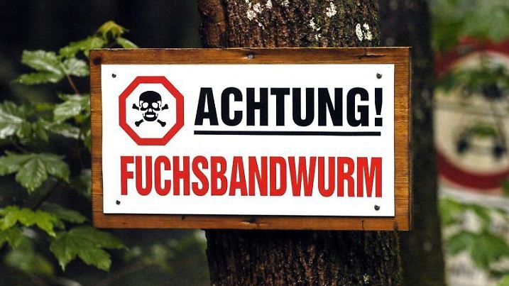 Warnung vor Fuchsbandwurm