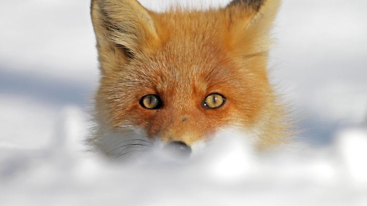  Rotfuchs, Rot-Fuchs Vulpes vulpes, Portraet im Schnee, Vorderansicht, Japan red fox Vulpes vulpes, portrait in the snow, front view, Japan BLWS539433 Copyright: xblickwinkel/AGAMI/P.xMorrisx