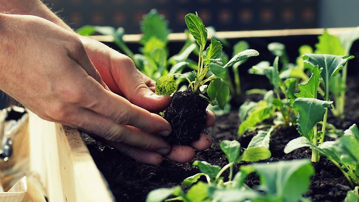 Gardening in spring on my terrace, dirty hands holding a seedling, planting.