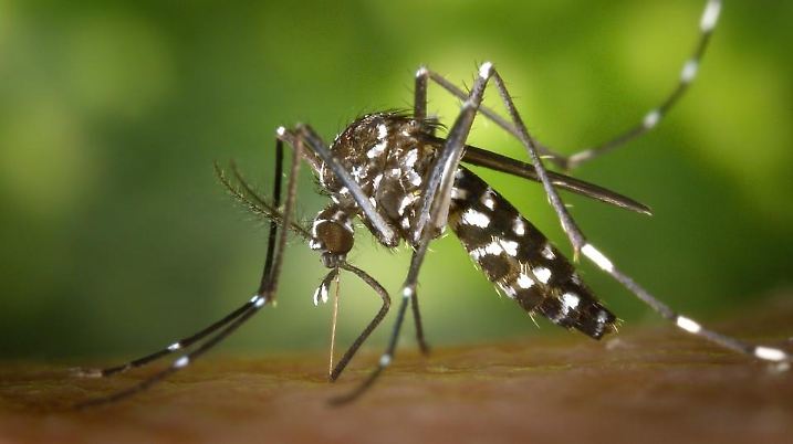 Die asiatische Tigermücke kann z.B. Dengue-Fieber übertragen.