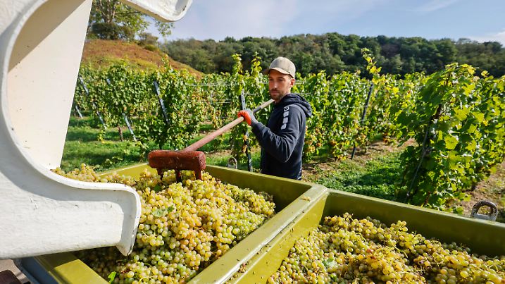 24.09.2020, Koenigswinter, Nordrhein-Westfalen, Deutschland - Kerner Weinlese im Weinberg.