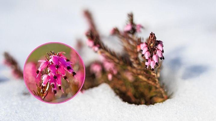 Schneeheide im Winter mit pinken Blüten.