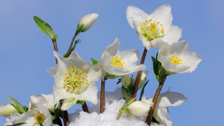 Schwarze Nieswurz - Winterblüher - Gartensorte der Christrose (Helleborus niger Hybride) (Christmas Rose)