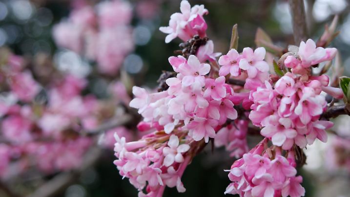 Winterschneeball (Viburnum x bodnantense 'Dawn')