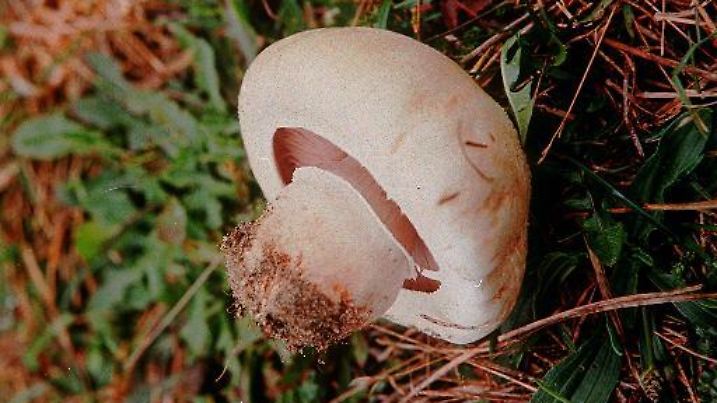 Zum Themendienst-Bericht "Ernährung/Champignons" von Heidemarie Pütz vom 23. Februar: Der Champignon wird bis zu acht Zentimeter hoch - besonders große Exemplare sprießen aus feuchten Wiesenböden.