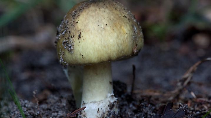 Zum Themendienst-Bericht vom 18. September 2014: Ein Grüner Knollenblätterpilz (Amanita phalloides) ist sehr giftig. Aber er ist nicht immer grün - hat er einen weißen Hut, sieht er dem Champignon zum Verwechseln ähnlich. (Archivbild vom 12.09.2013/Die Veröffentlichung ist für dpa-Themendienst-Bezieher honorarfrei.) Foto: Klaus-Dietmar Gabbert