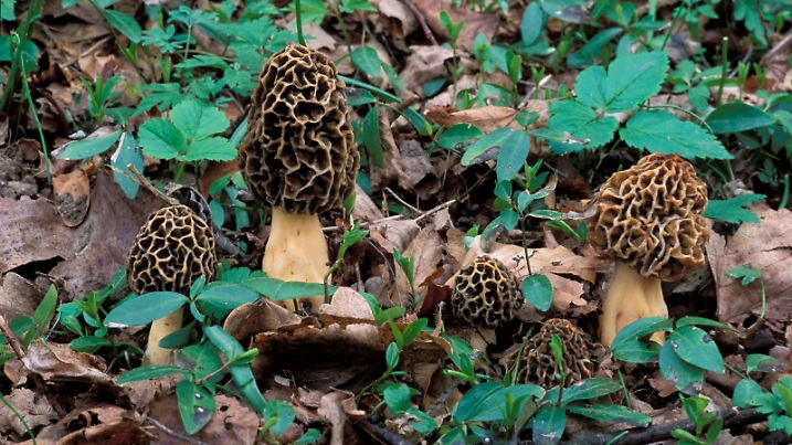 Morchella Esculenta, Italy