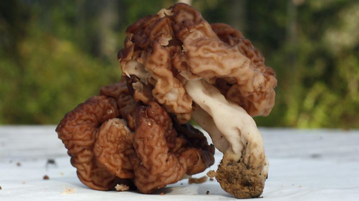 Poisonous false morels (Gyromitra esculenta). Photo: Matti Björkman +++(c) dpa - Report+++