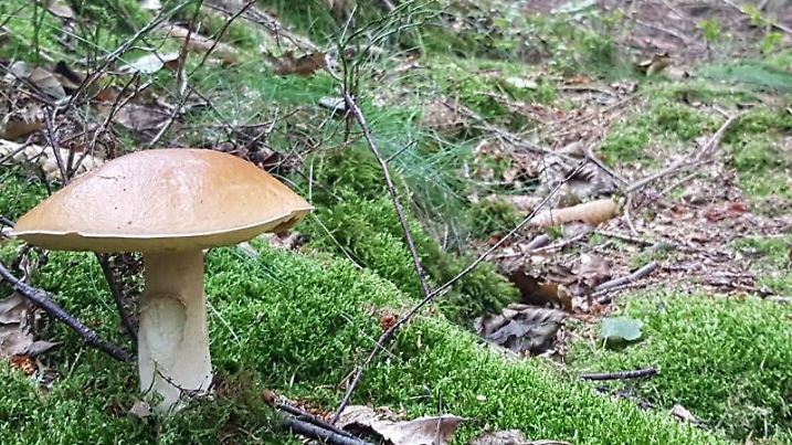 Steinpilz