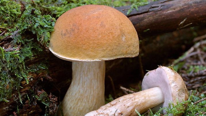 Der giftige Gallenröhrling (Tylopilus felleus) sieht dem Steinpilz ähnlich.