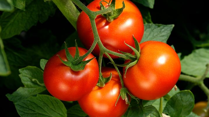 Tomatenpflanze
