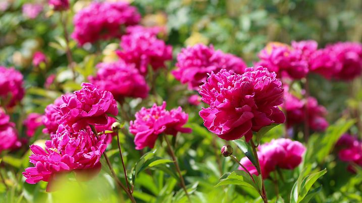 Relaxing english cottage garden scene showing beautiful pink peonies flowers in summer sunshine.