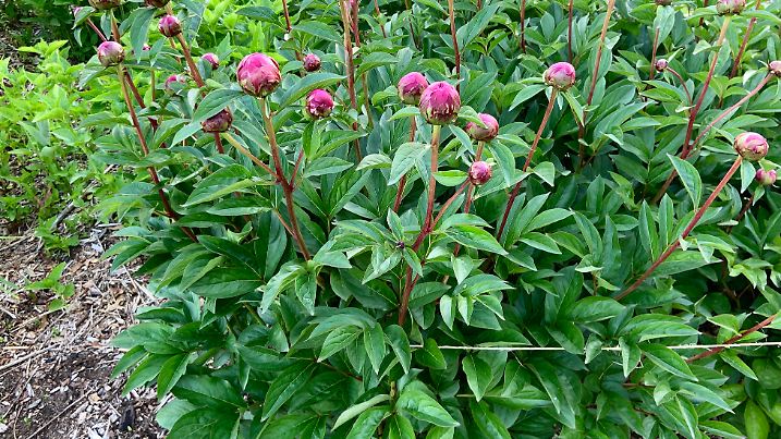 Peony plant with string