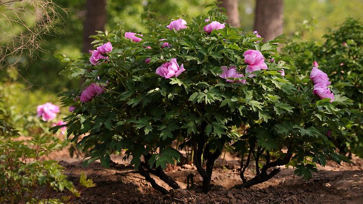 Paeonia suffruticosa. Use Nikon D300 camera,70-200 lens,f/2.8 .