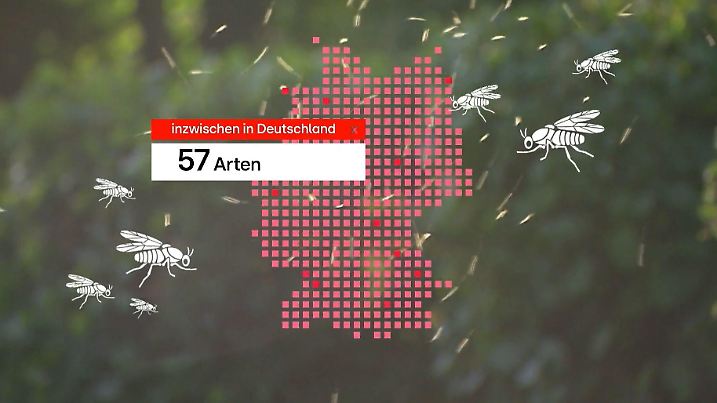 Graphik zur Ausbreitung Kriebelmücke in Deutschland