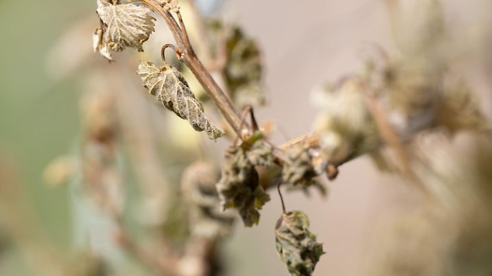 ARCHIV - 29.04.2024, Sachsen, Radebeul: Frostschäden an einem Rebstock. Den strengen Frost haben zahlreiche Weinpflanzen nicht überlebt. (zu dpa: «Verband geht von Millionenverlust auf Sachsens Obstflächen aus») Foto: Sebastian Kahnert/dpa +++ dpa-Bildfunk +++
