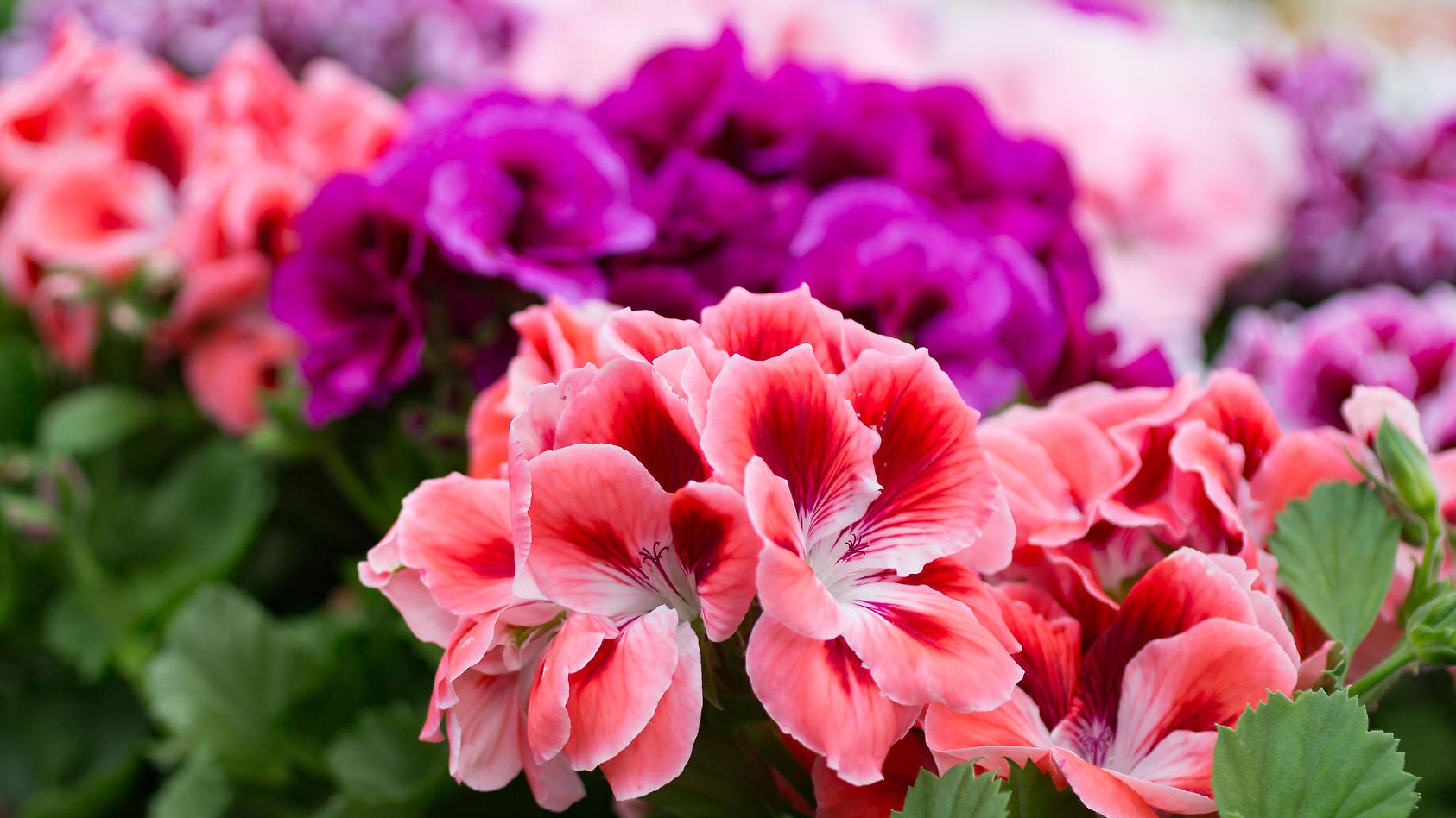 Geranien pflanzen So werden die Balkonblumen üppig und gesund wetter.de