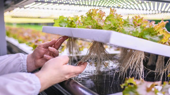 Botanist lifting a rack of vertically farmed lettuce to get a close look at the hydroponic design and root growth.