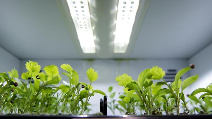 Vertical Farming und Bio-Gemüse passt nicht zusammen.