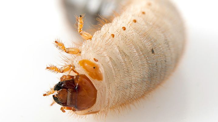 isolated larva