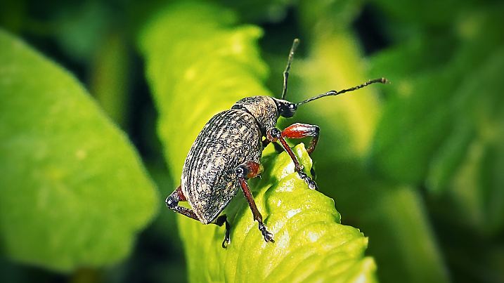 Otiorhynchus sulcatus Vine Weevil Insect. Digitally Enhanced Photograph.