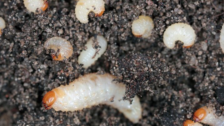 Otiorhynchus (sometimes Otiorrhynchus) beetle. Many of them e.i. black vine weevil (O. sulcatus) or strawberry root weevil (O. ovatus) are important pests. Feed on plant roots in soil.