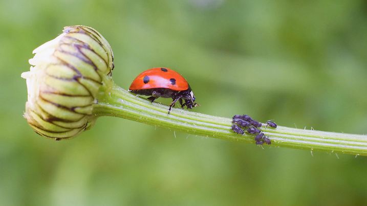 Lady bug as a plant louse predator, biological protection.