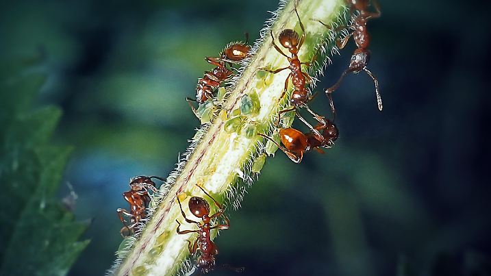 Myrmica rubra Common Red Ant And Aphid Insects. Digitally Enhanced Photograph.