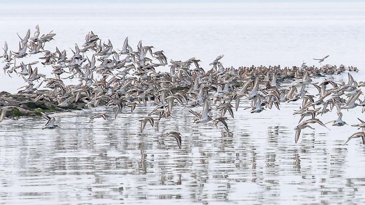 Sandregenpfeifer, Alpenstrandläufer und andere Zugvögel fliegen über das Wattenmeer der Nordseebucht Jadebusen.