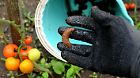 arion, vulgaris, orange, rusty, brown, snail, snails, bucket, pick, collecting, collect, garden, vegetable, damages, leaves, gloved, gloves, black, hand, man, mans, green, lawn, nibble, gnaw, tomato, gardening, rainy, plastic, rubber, spain, spanish, plenty, plats, lettuce, cabbage, sallads, hose, slime, hold, holding, pest, overpopulated, invasive, slugs, duck, molluscicides, indian, runner