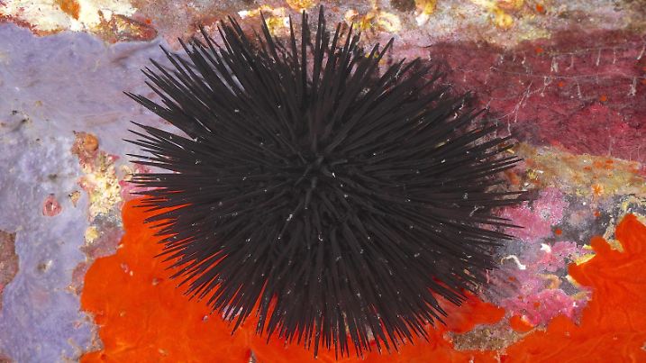 Schwarzer Seeigel Arbacia lixula im Mittelmeer bei Hyères. Tauchplatz Halbinsel Giens, Côte d Azur, Frankreich, Europa *** Schwarzer Sea urchins Arbacia lixula at Mediterranean at Hyres Dive site Peninsula Giens, Côte D Azure, France, Europe Copyright: imageBROKER/RolfxvonxRiedmatten ibxrvo10206477.jpg Bitte beachten Sie die gesetzlichen Bestimmungen des deutschen Urheberrechtes hinsichtlich der Namensnennung des Fotografen im direkten Umfeld der Veröffentlichung