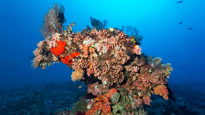 Korallenturm, bizarr, mit überwiegend Gelbe Kelchkoralle Tubastrea coccinea inaktiv, Sawusee, Pazifik, Nationalpark Komodo, UNESCO Weltnaturerbe, Kleine Sundainseln, Provinz Ost-Nusa Tenggara, Insel Komodo, Indonesien, Asien *** coral tower, bizarre, with mainly Yellow Cup coral Tubastrea coccinea inactive, sawusee, Pacific, National Park Komodo, Unesco world heritage, small sunda islands, Province East Nusa Tenggara, Island Komodo, Indonesia, Asia Copyright: imageBROKER/NorbertxProbst iblnpr09100985.jpg Bitte beachten Sie die gesetzlichen Bestimmungen des deutschen Urheberrechtes hinsichtlich der Namensnennung des Fotografen im direkten Umfeld der Veröffentlichung