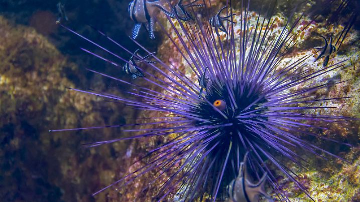 seeigel,echinoidea ** sea urchin,sea urchins n9a-p3y