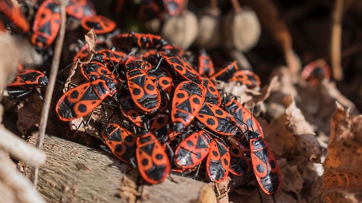The firebug, Pyrrhocoris apterus, a common insect. Red bugs crowd on autumn leaves Selected focus