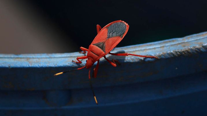 Macro of a firebug (Pyrrhocoris apterus) on a metal surface