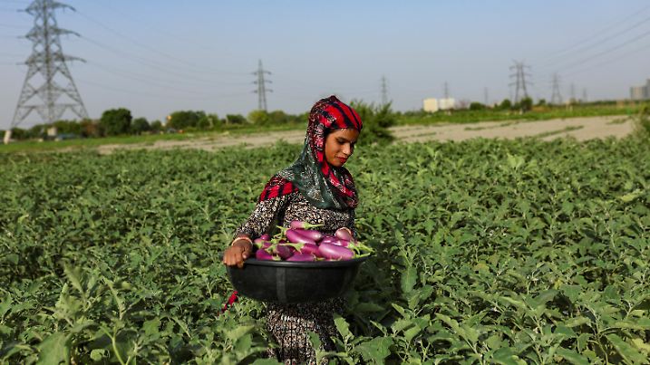 Muskaan, a farm labourer, helps her mother-in-law (not pictured) to pluck vegetables on a field at the Yamuna floodplains on a hot summer day during a heatwave in New Delhi, India, May 30, 2024. REUTERS/Anushree Fadnavis